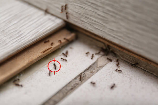 Best Pest Removal Services  in Zellwood, FL