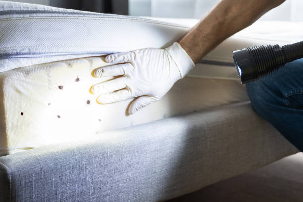 Best Local Pest Control Services  in Zellwood, FL