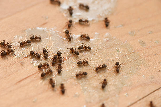 Best Insect Control  in Zellwood, FL