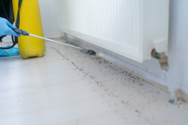 Wasp Removal Services in Zellwood, FL