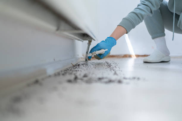 Best Flea Control Services  in Zellwood, FL